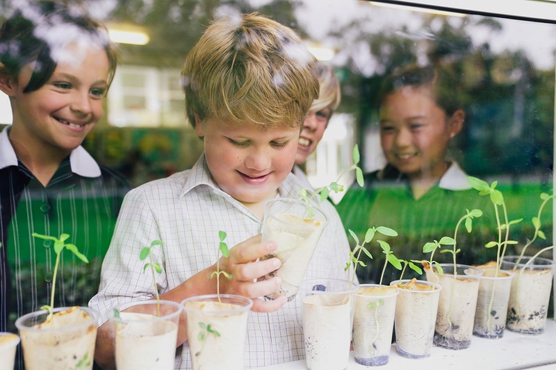 primary school boy looking at plants growing in cups by window sill